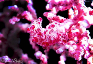 Bargibant's Pygmy Seahorse/Photographed with a Canon 100 ... by Laurie Slawson 